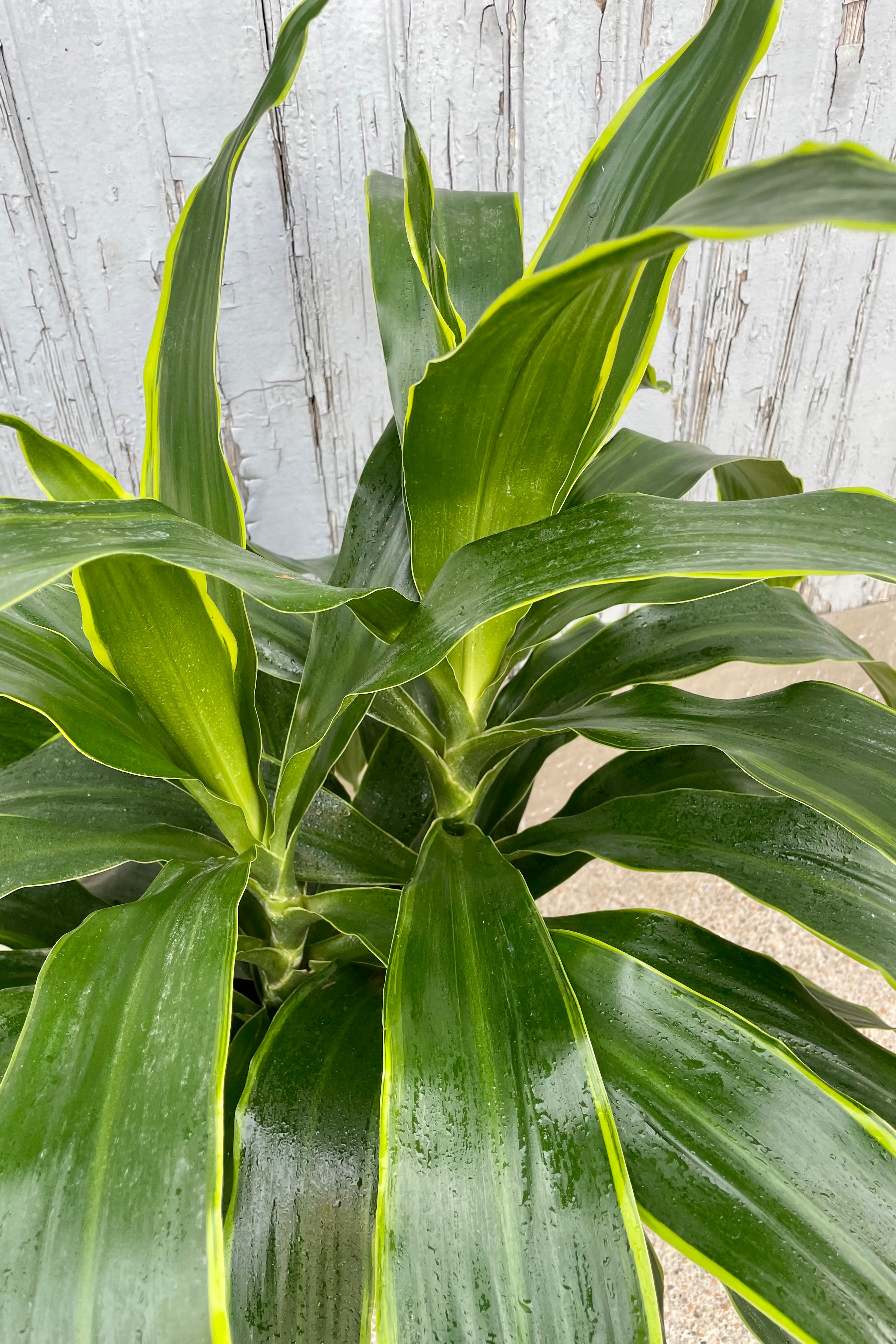 A detailed leaf view of Dracaena 'Art' 8" against wooden backdrop