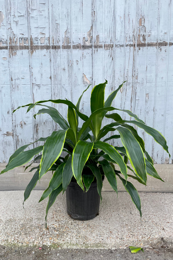A full view of Dracaena 'Art' 8" in grow pot against wooden backdrop