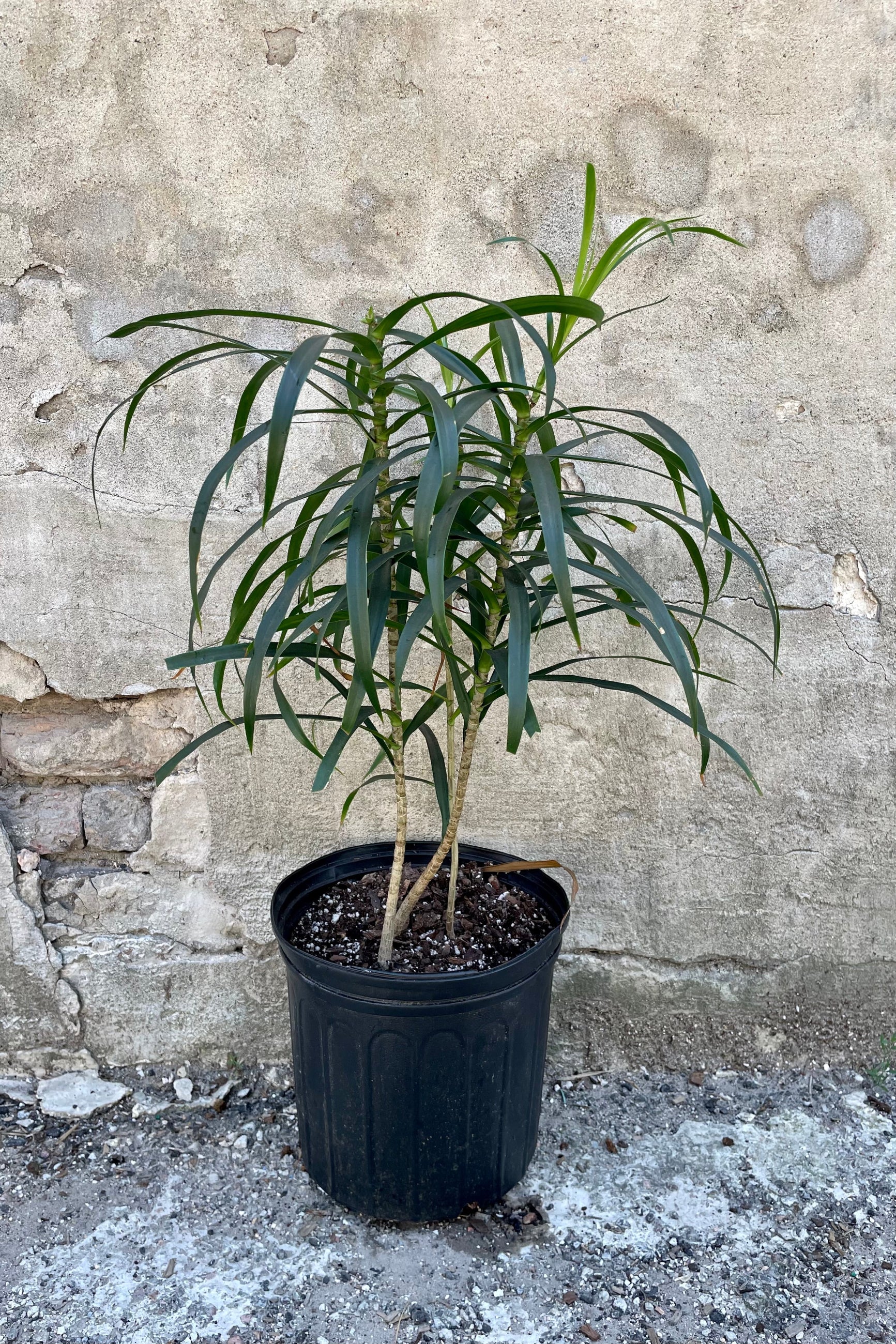 Dracaena 'Anita' clump form 10" against a grey wall ©Sprout Home