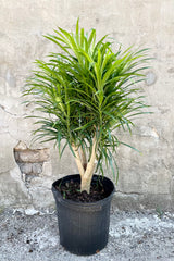 Dracaena 'Anita' standard stump style in a 12" growers pot against a gray wall showing the blade like green leaves at Sprout Home.