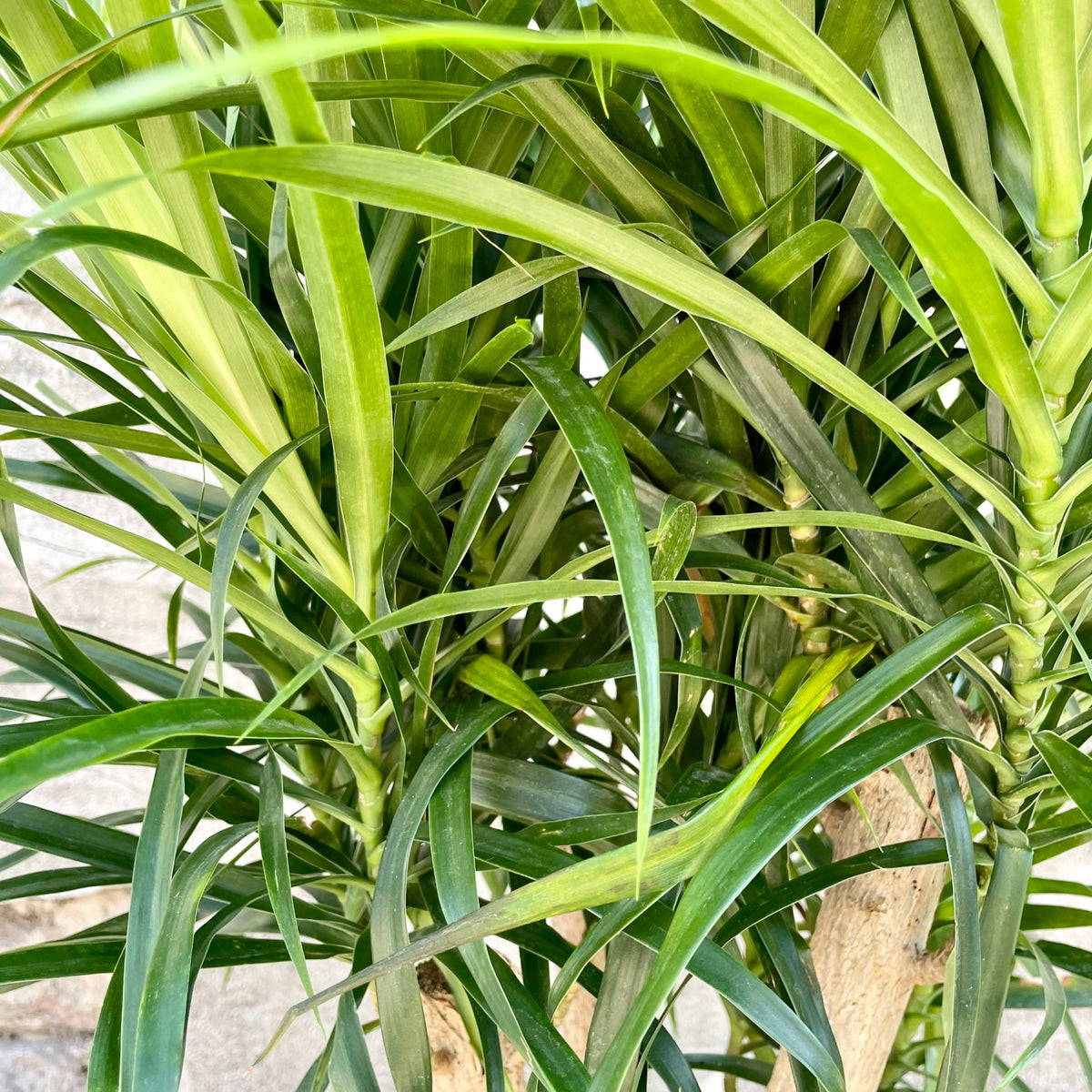 anita dracaena plant Dracaena 'Anita' 12" standard / stump at SPROUT HOME