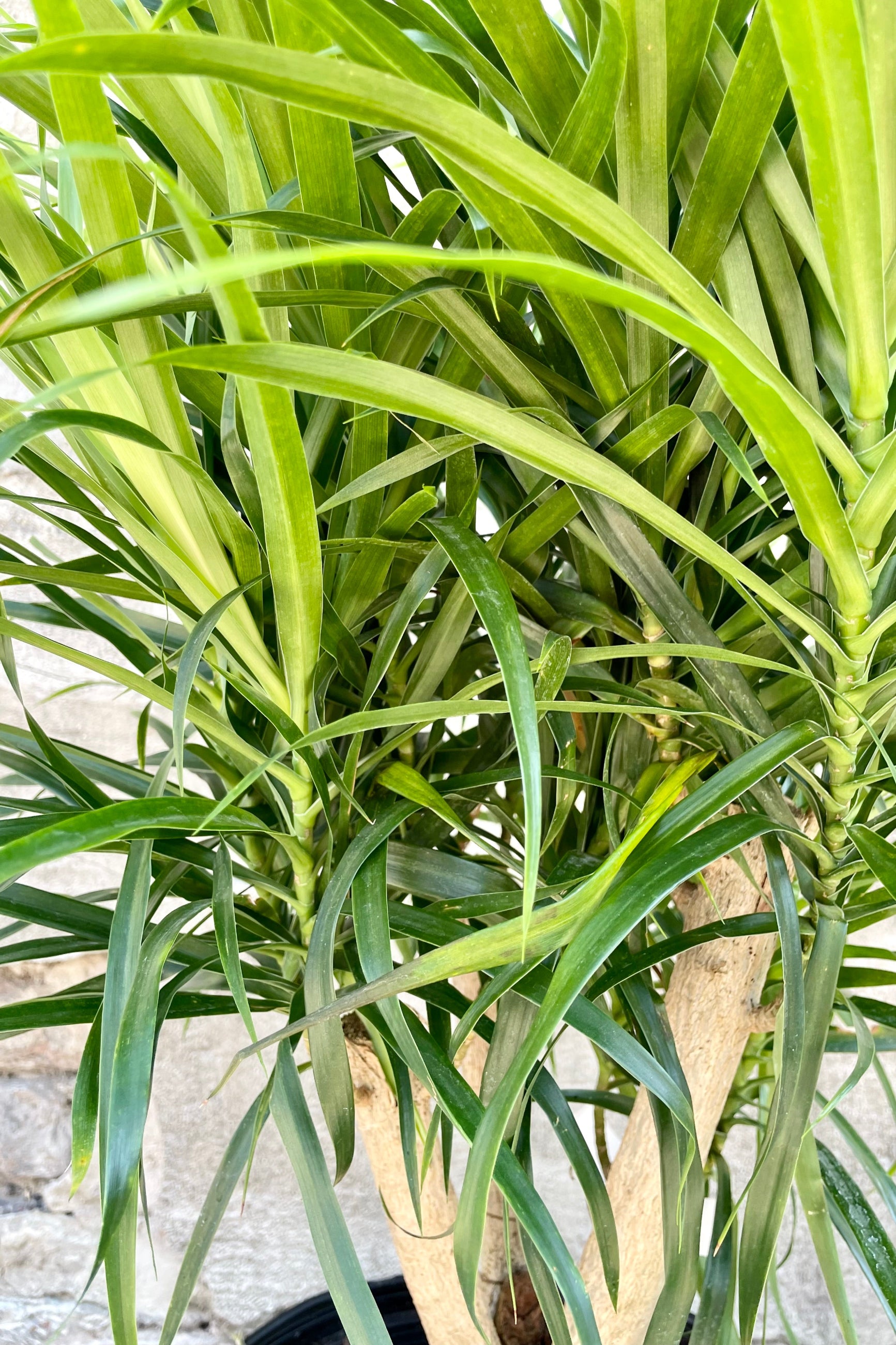 A detail picture of the green slim sword shape leaves of the Dracaena 'Anita' ©Sprout Home