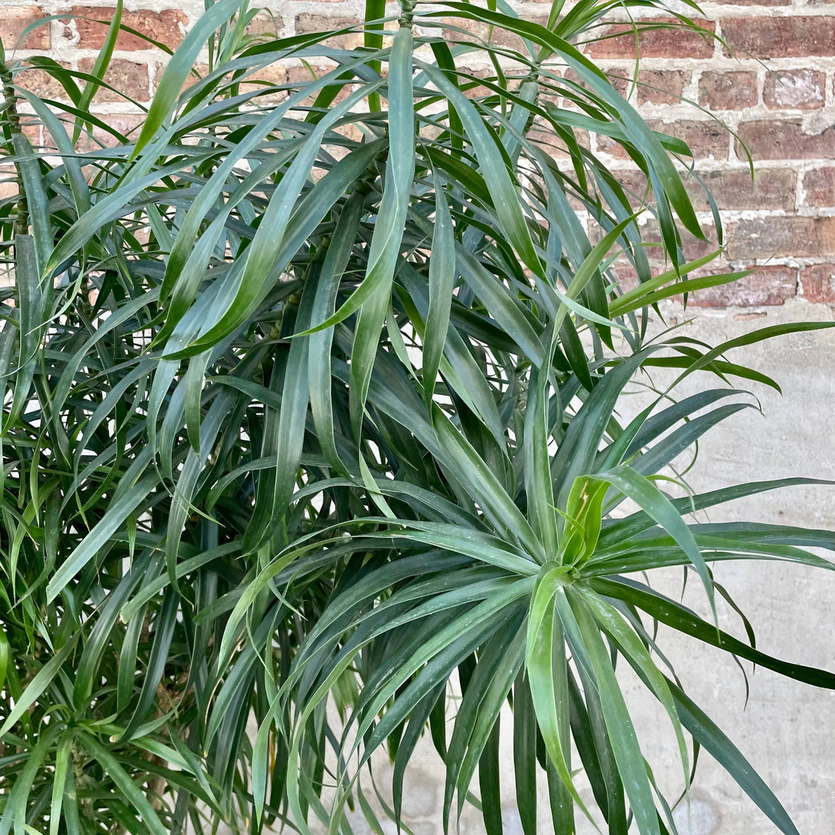 dracaena anita for sale Dracaena 'Anita' 17" at SPROUT HOME