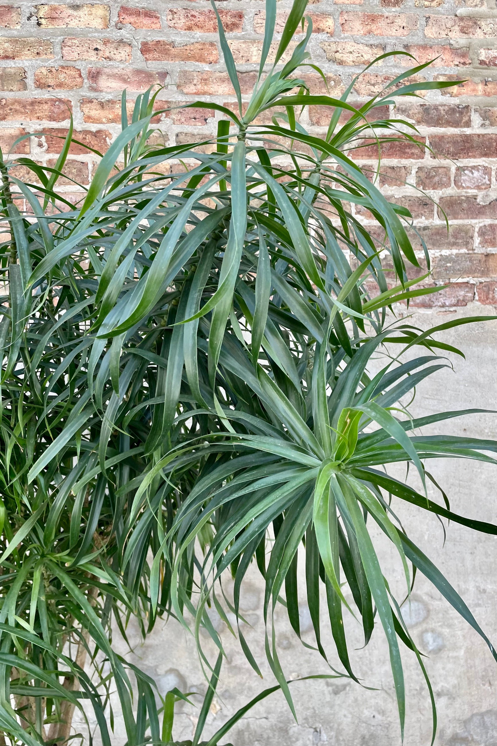 Dracaena 'Anita' 17" detail of green shaggy tree leaves against a grey wall. ©Sprout Home