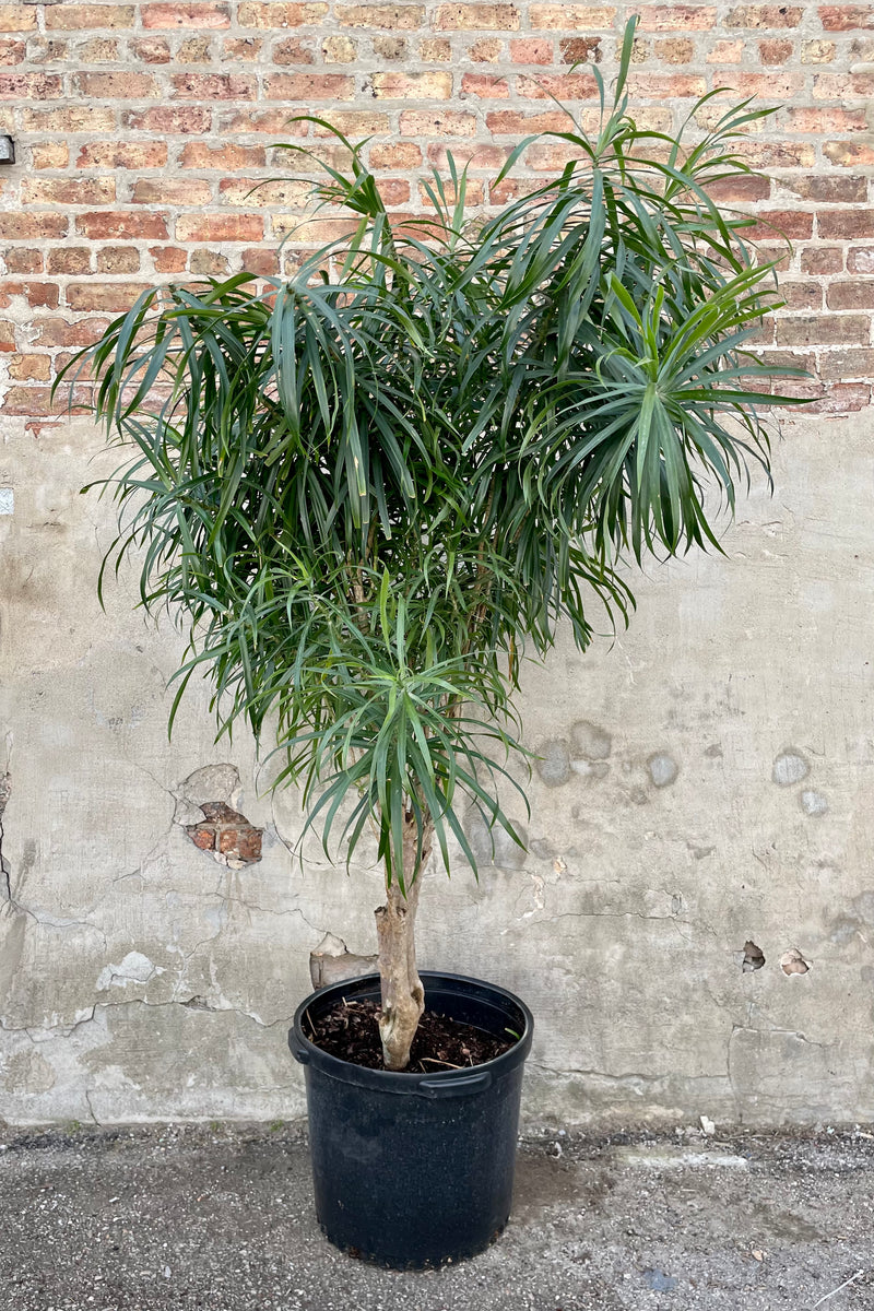 Dracaena 'Anita' 17" black growers pot with green shaggy tree leaves against a grey wall.