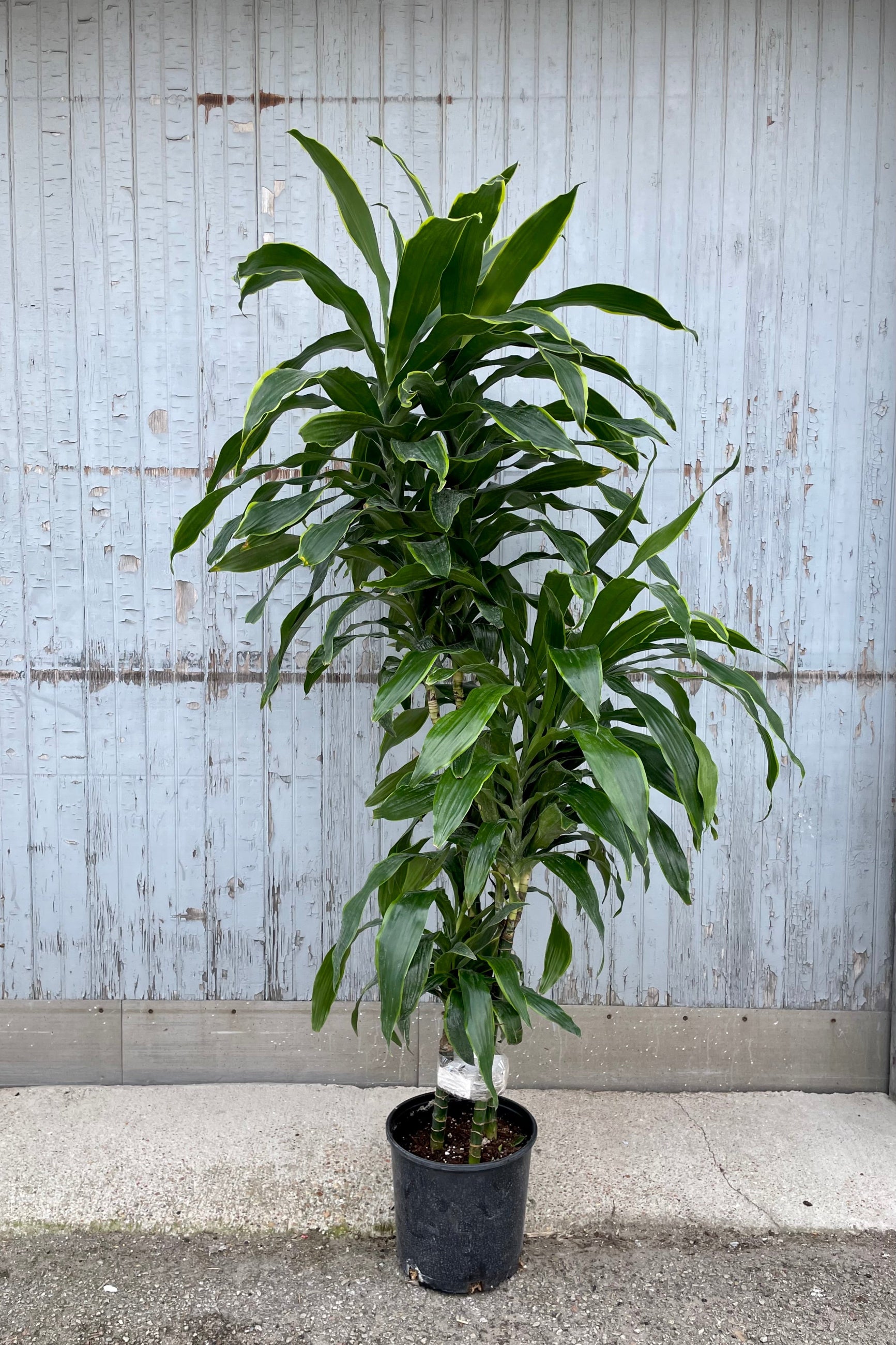 Dracaena 'Art' standing tall against a painted wood wall in a 10" growers pot at Sprout Home.  ©Sprout Home