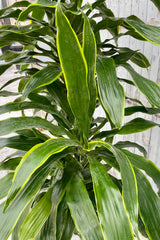 Dracaena 'Art' detail picture showing the long green leaves with hints of yellow at Sprout Home.