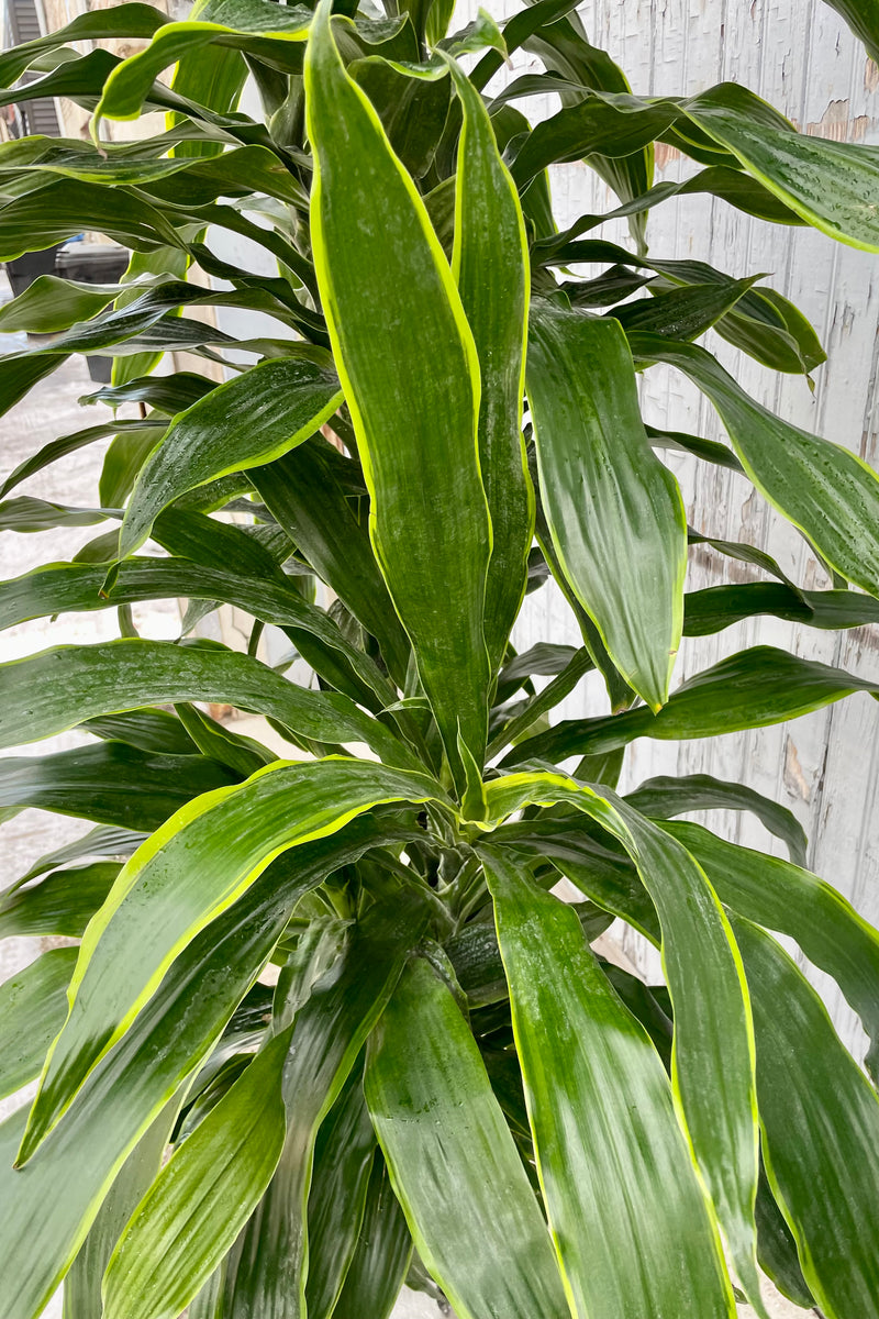 Dracaena 'Art' detail picture showing the long green leaves with hints of yellow at Sprout Home.