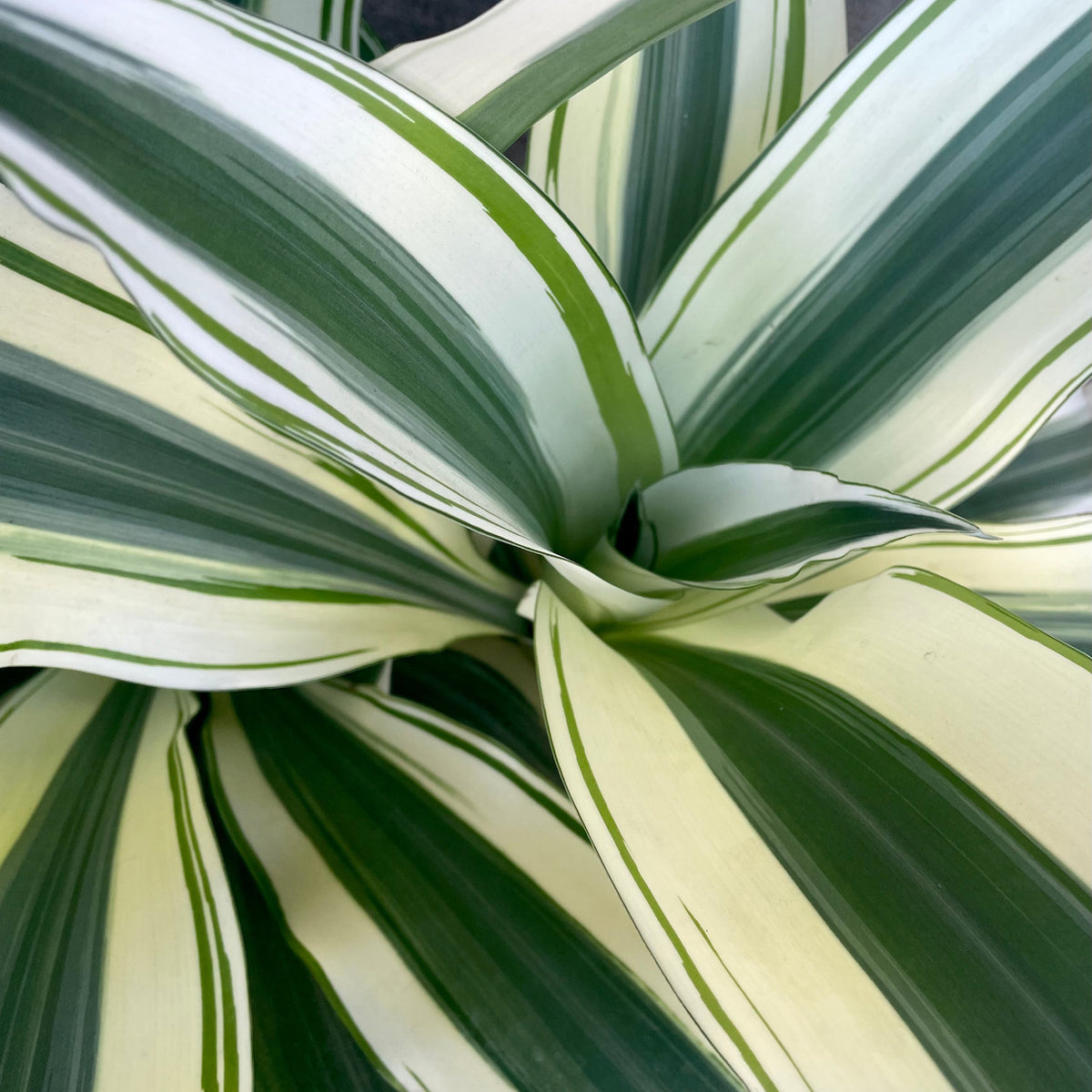 dracaena marginata white leaves Dracaena fragrans 'Aspen' 10" at SPROUT HOME