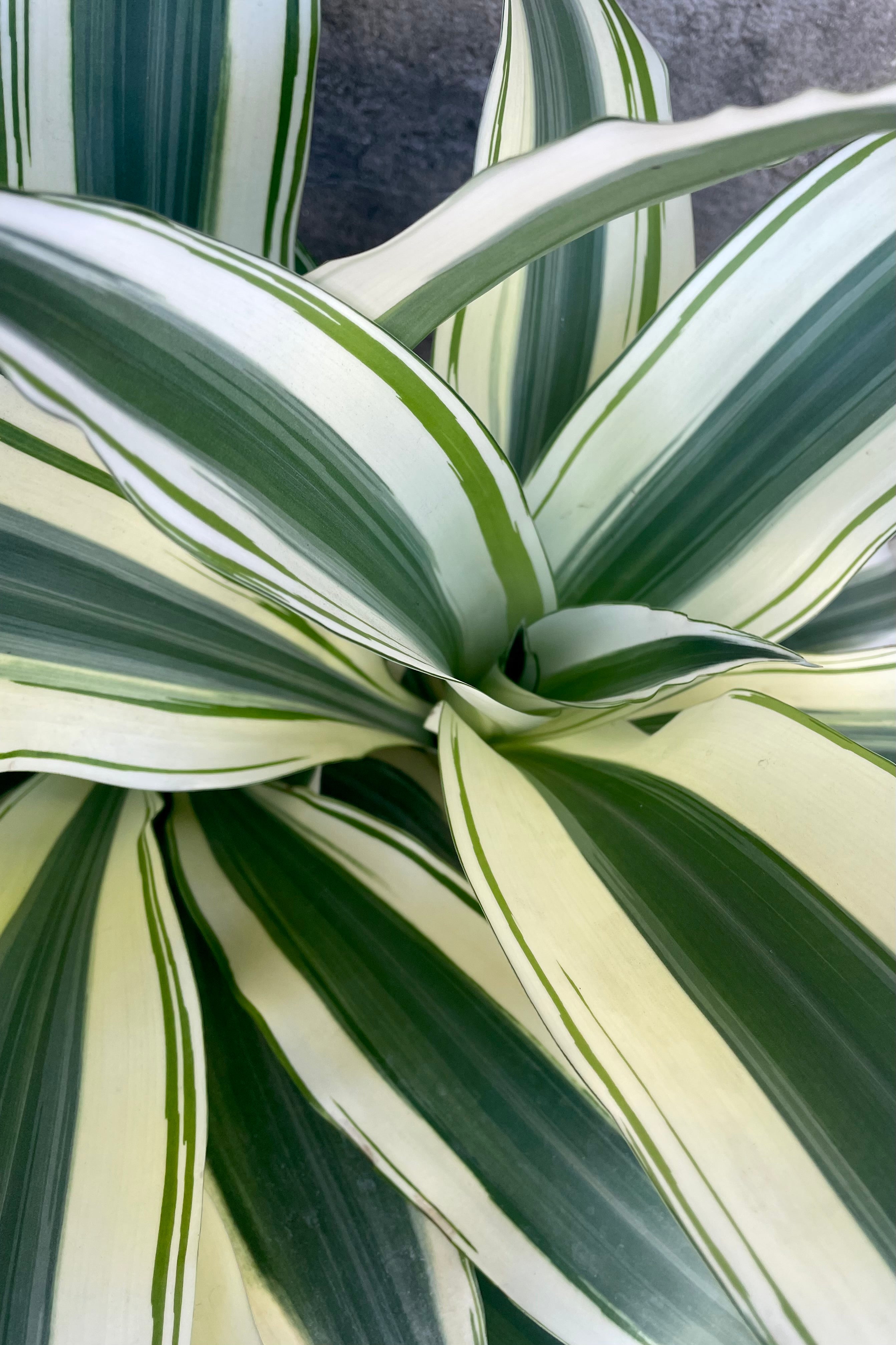 A close up view of the leaves of Dracaena fragrans 'Aspen' 10" against a concrete backdrop 