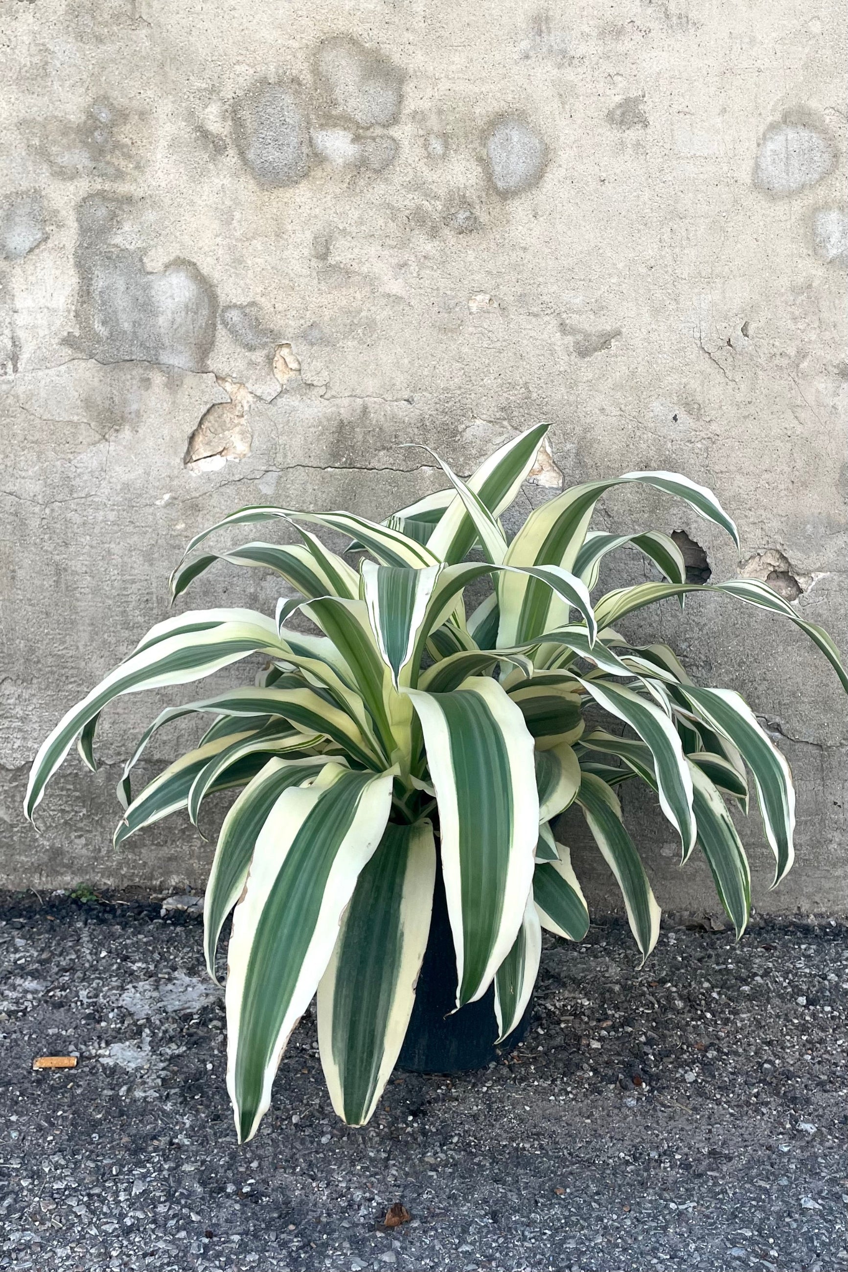 A view of the Dracaena fragrans 'Aspen' 10" in a grow pot against a concrete backdrop ©Sprout Home