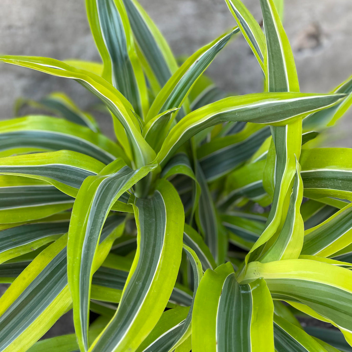 Dracaena deremensis 'Lemon Lime' 10