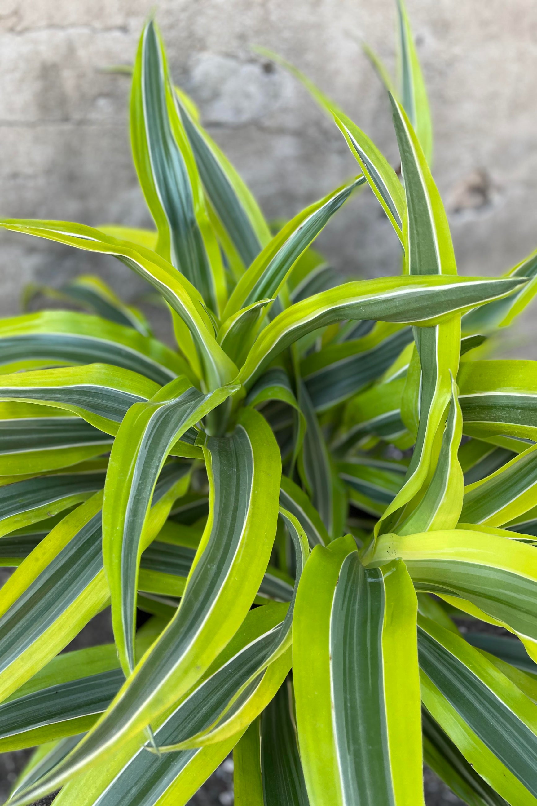 Close up of Dracaena deremensis 'Lemon Lime' ©Sprout Home