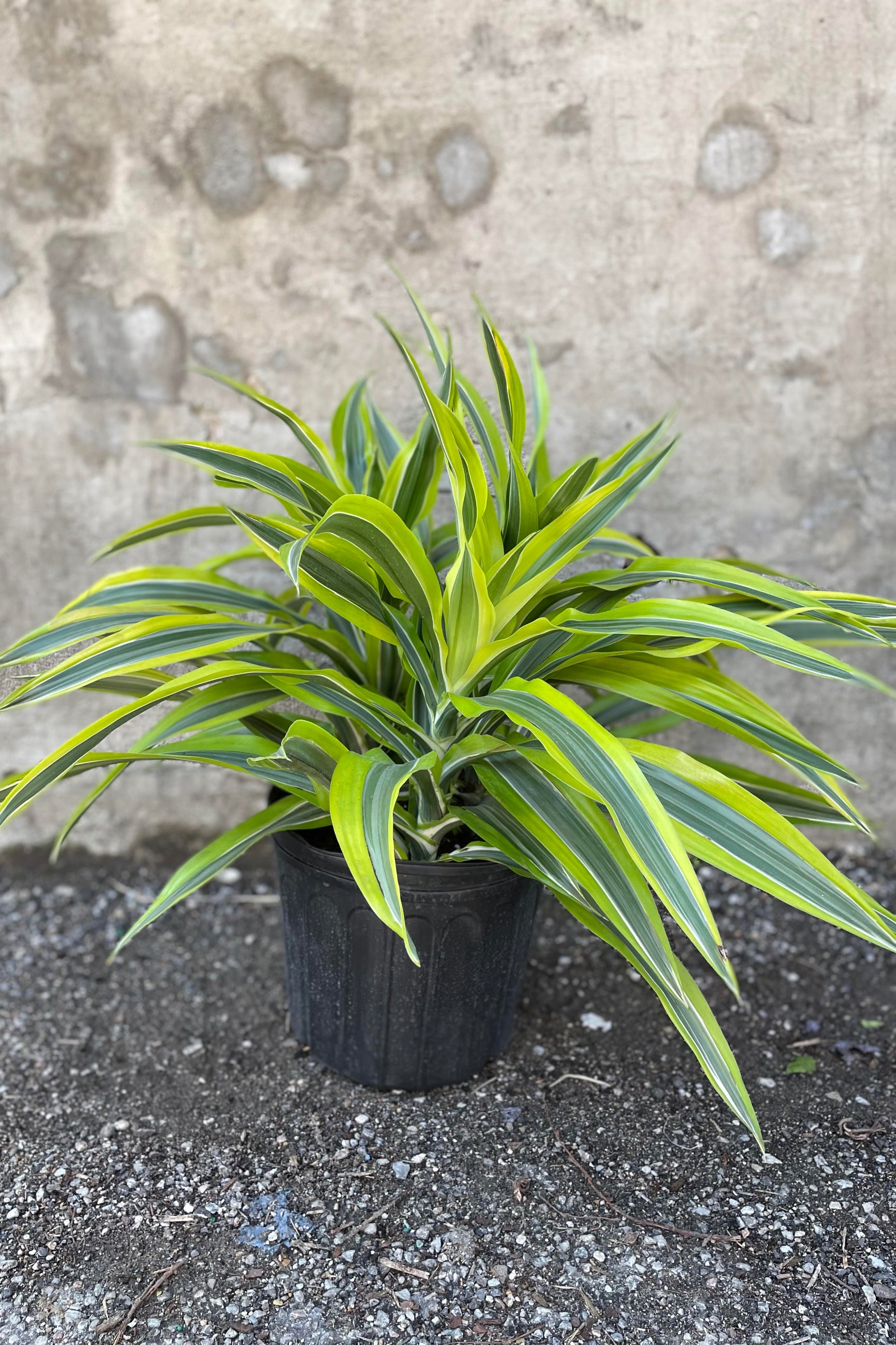 Dracaena deremensis 'Lemon Lime' 10" in front of concrete wall ©Sprout Home