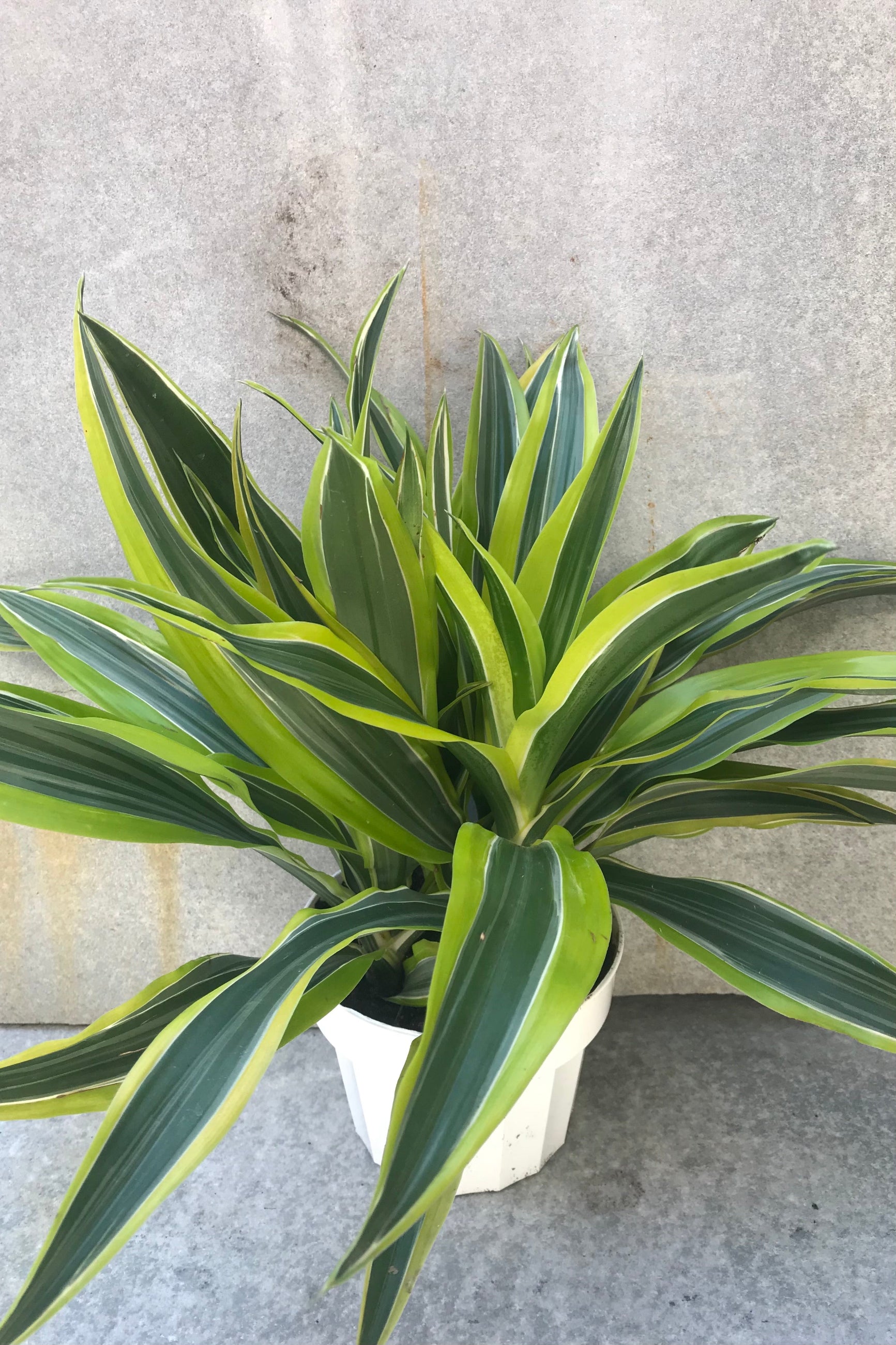 Dracaena Lemon Lime in a 6" growers pot ©Sprout Home