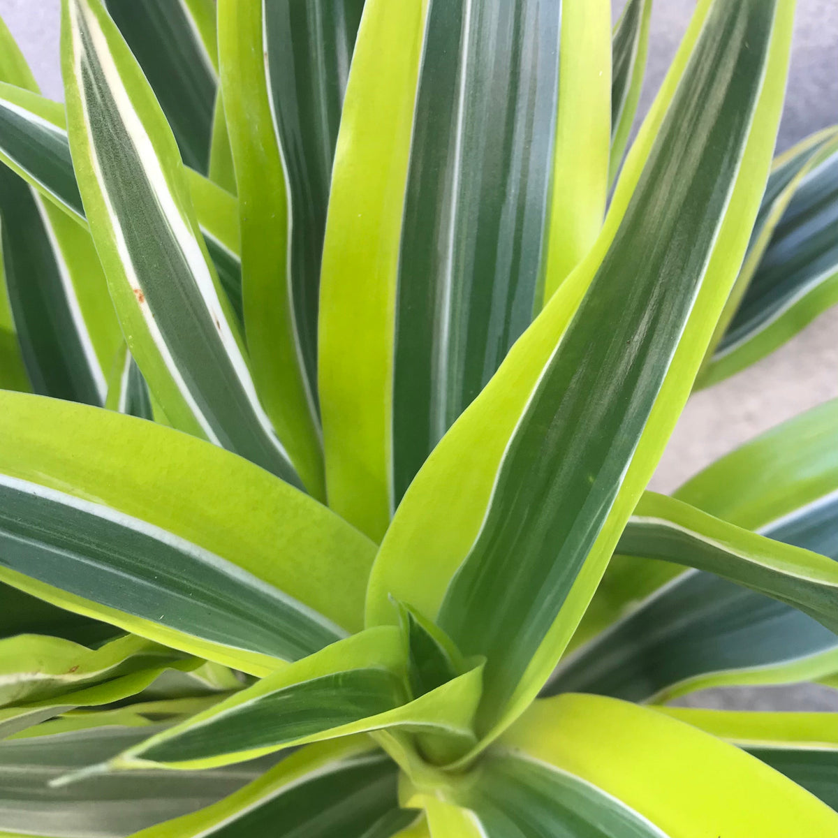 dracaena lemon lime yellow leaves Dracaena deremensis 'Lemon Lime' 6" at SPROUT HOME