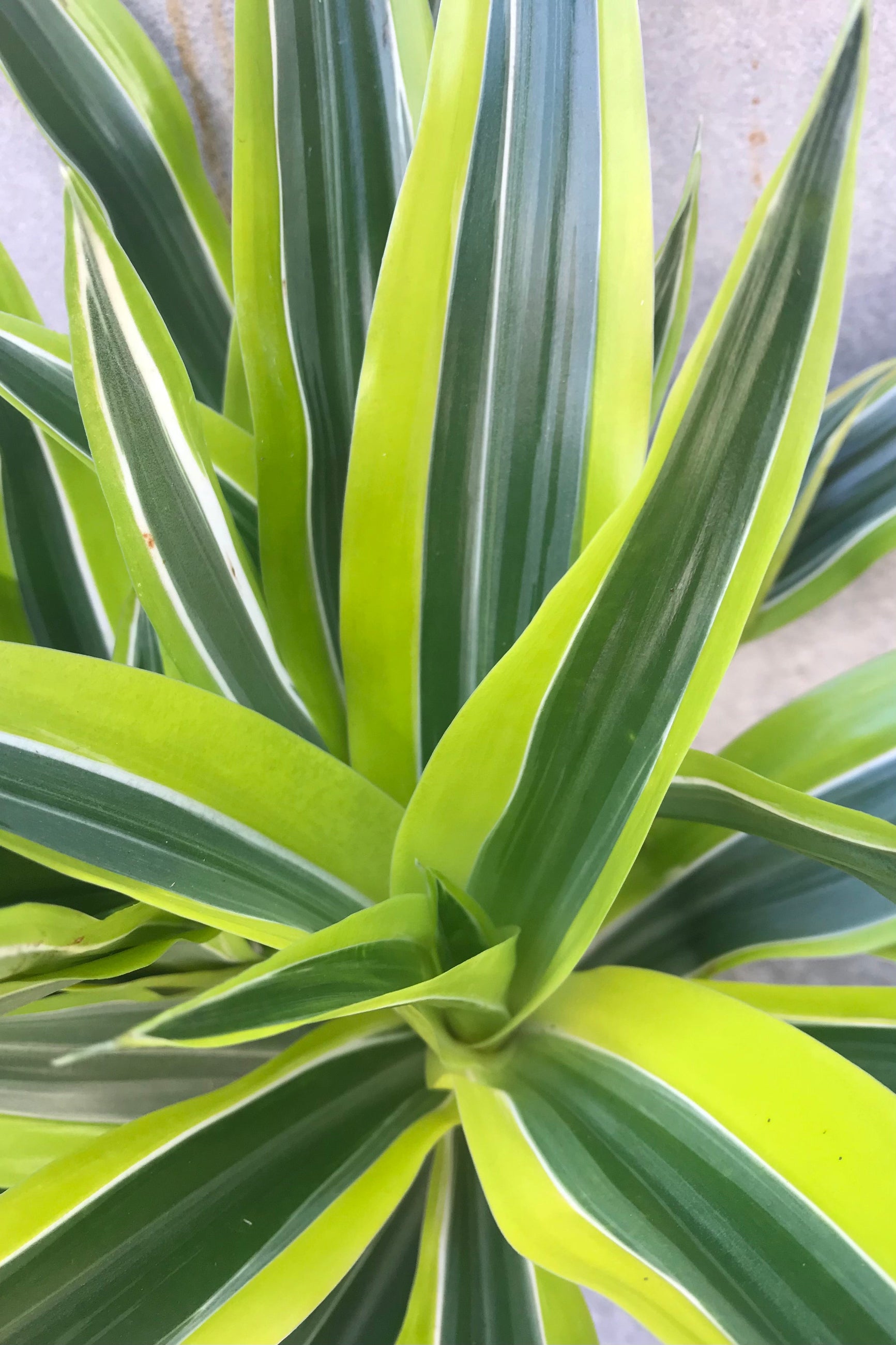 An image showing a Dracaena deremensis 'Lemon Lime' plant with green leaves, yellow margins, and some cream stripes. ©Sprout Home