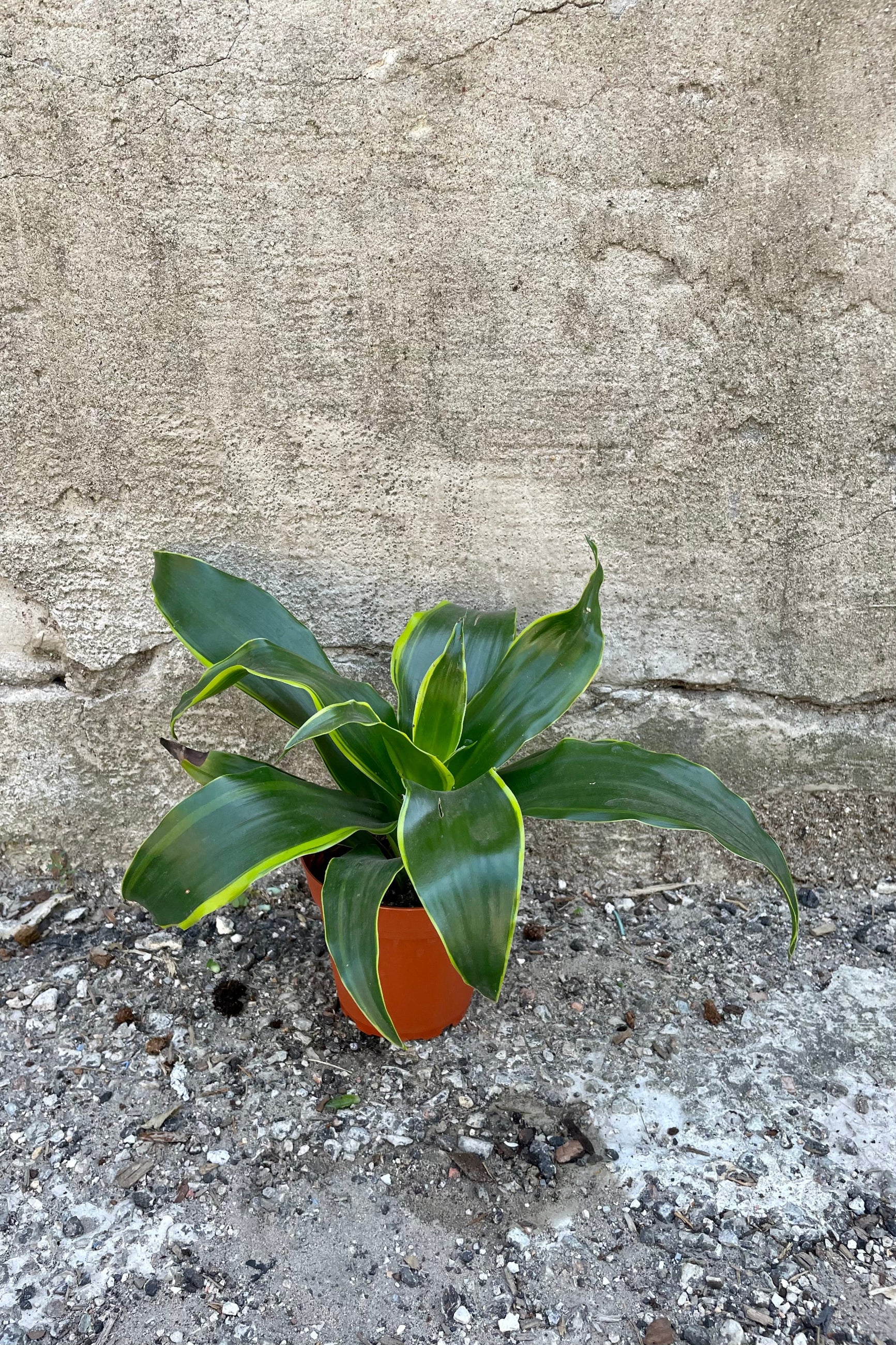 Dracaena deremensis 'Dorado' 4" against a grey wall ©Sprout Home