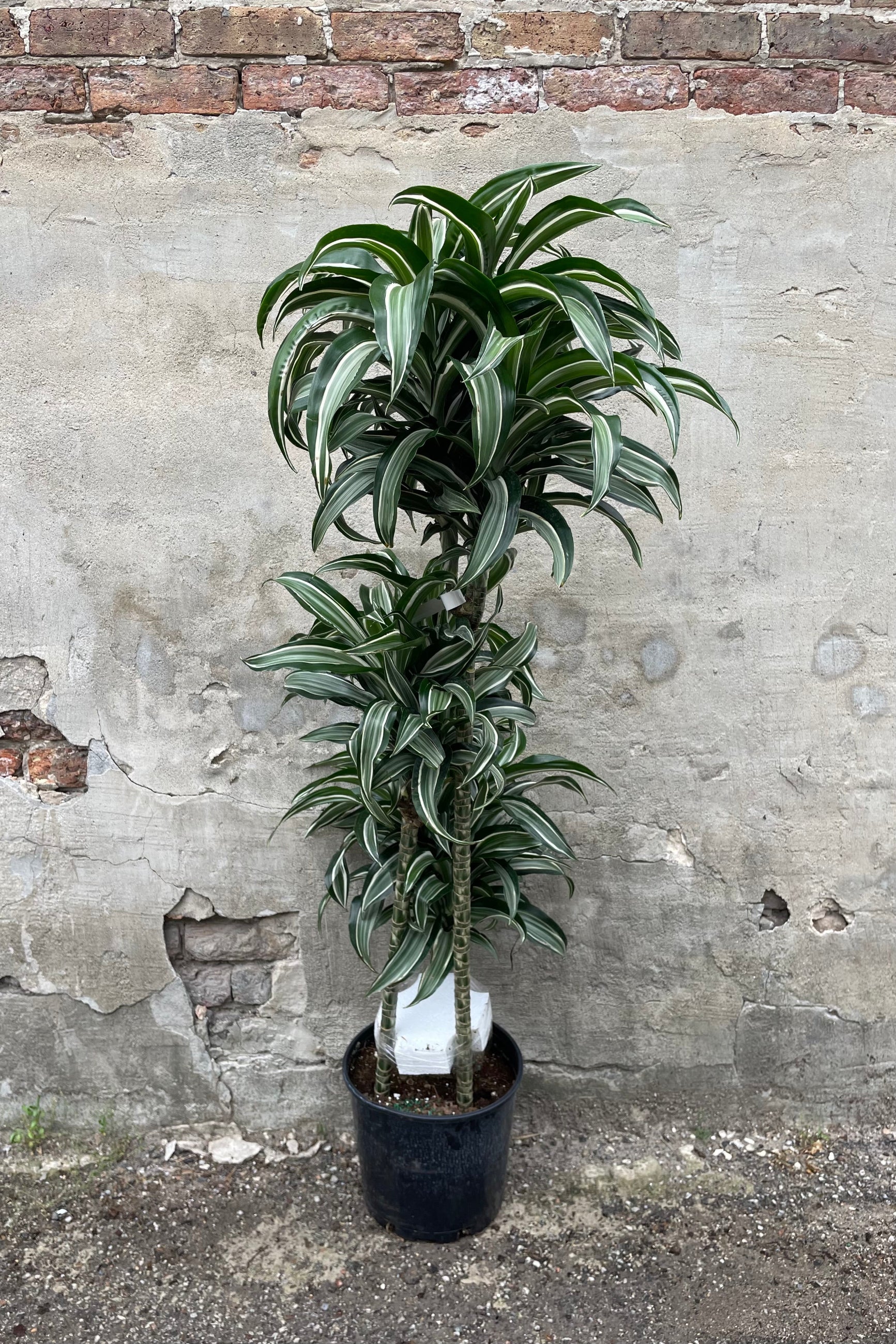 Dracaena fragrans 'Jade Jewel' 10