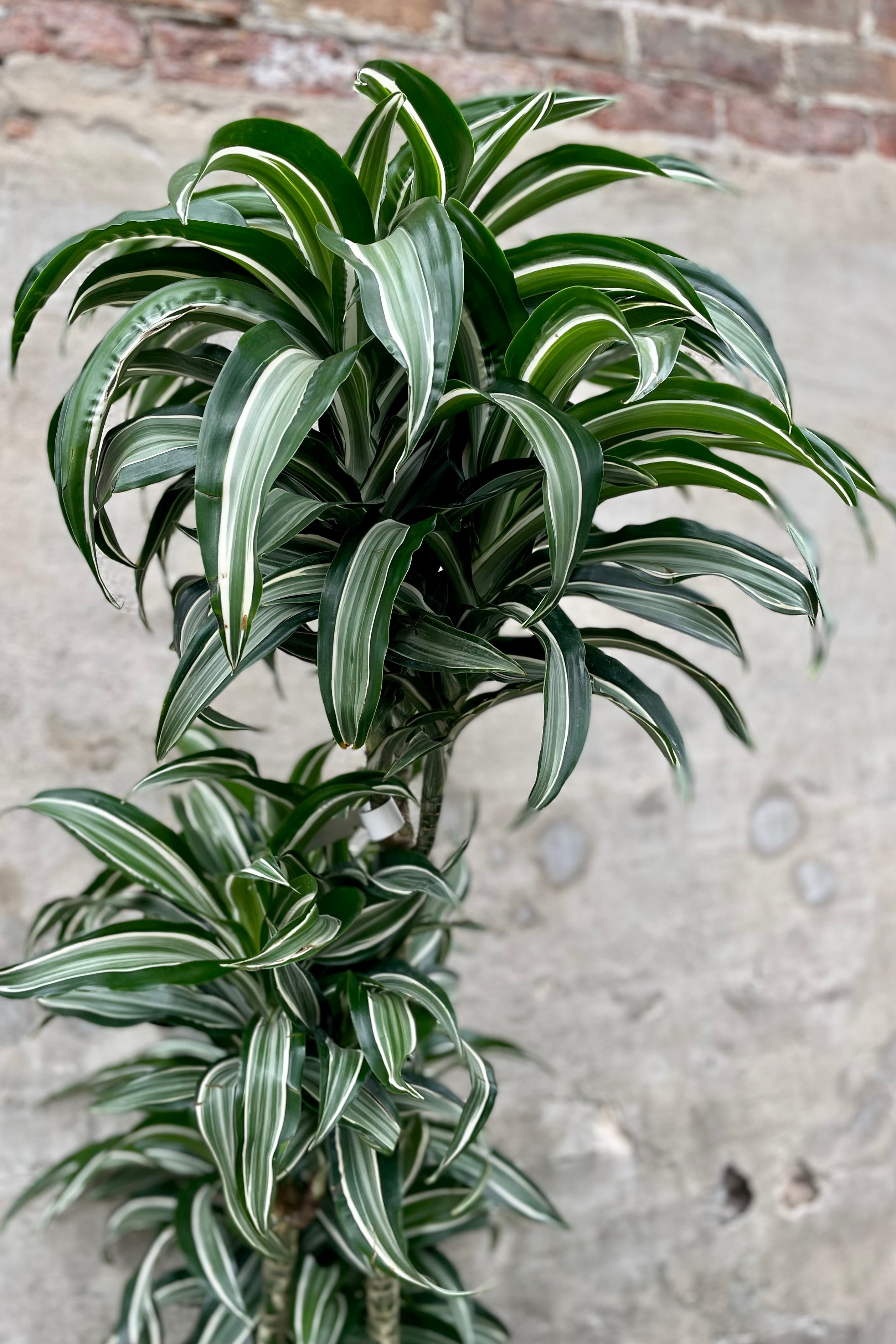 Detail of Dracaena fragrans 'Jade Jewel' 10" against a grey wall