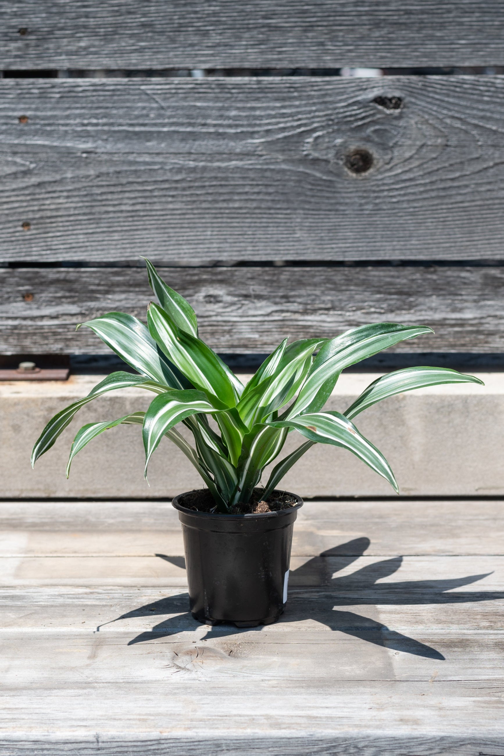 Dracaena fragrans 'Jade Jewel' in grow pot in front of grey wood background ©Sprout Home