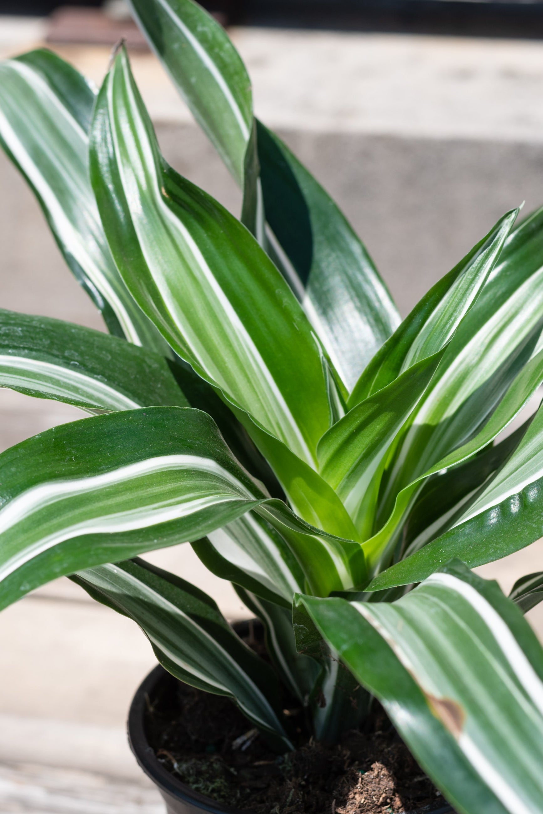 Close up of Dracaena fragrans 'Jade Jewel' foliage ©Sprout Home