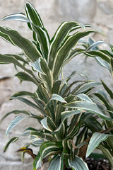 A detailed look at the Dracaena fragrans 'Jade Jewel' 8"