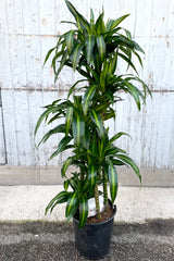 A full view of Dracaena fragrans 'Massangeana' 12 in grow pot against wood backdrop