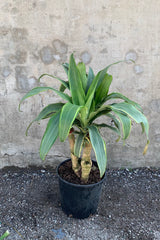 Dracaena massangeana 'Santa Rosa' plant in a 10 inch container. 