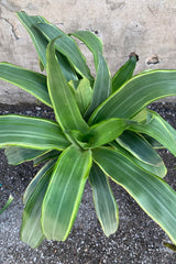 Dracaena 'Santa Rosa' plant up close looking from above. 