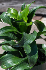 Close up of Dracaena fragrans 'Twister' leaves