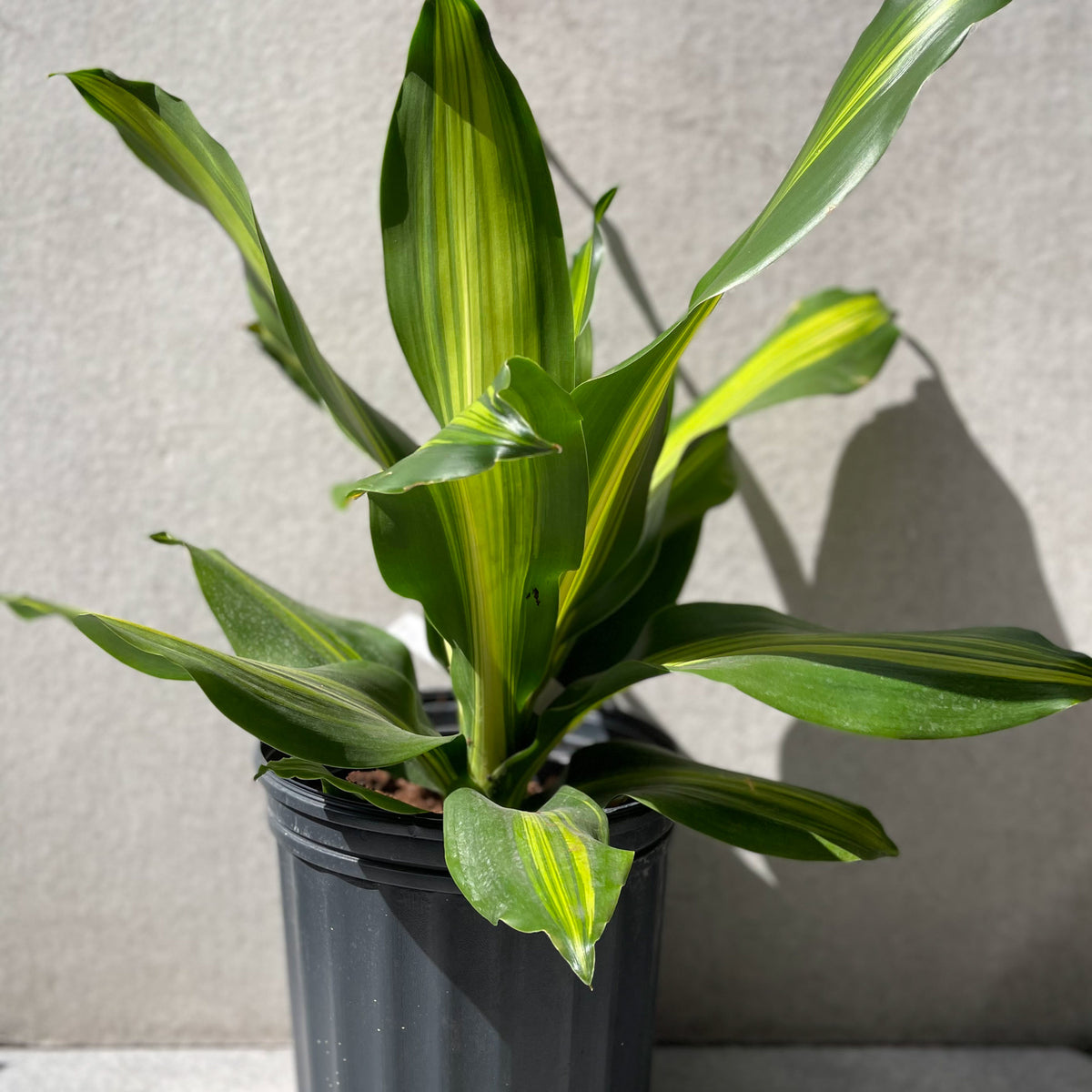 full grown dracaena golden heart Dracaena 'Golden Heart' 10" at SPROUT HOME