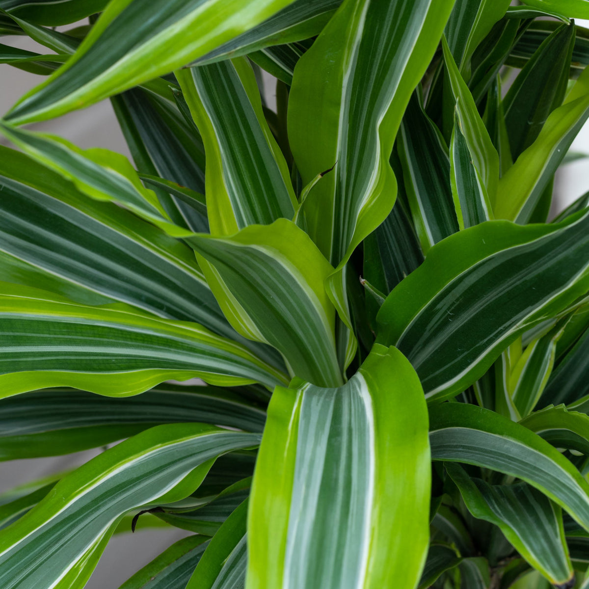 dracaena gold star brown leaves Dracaena 'Goldstar' 12