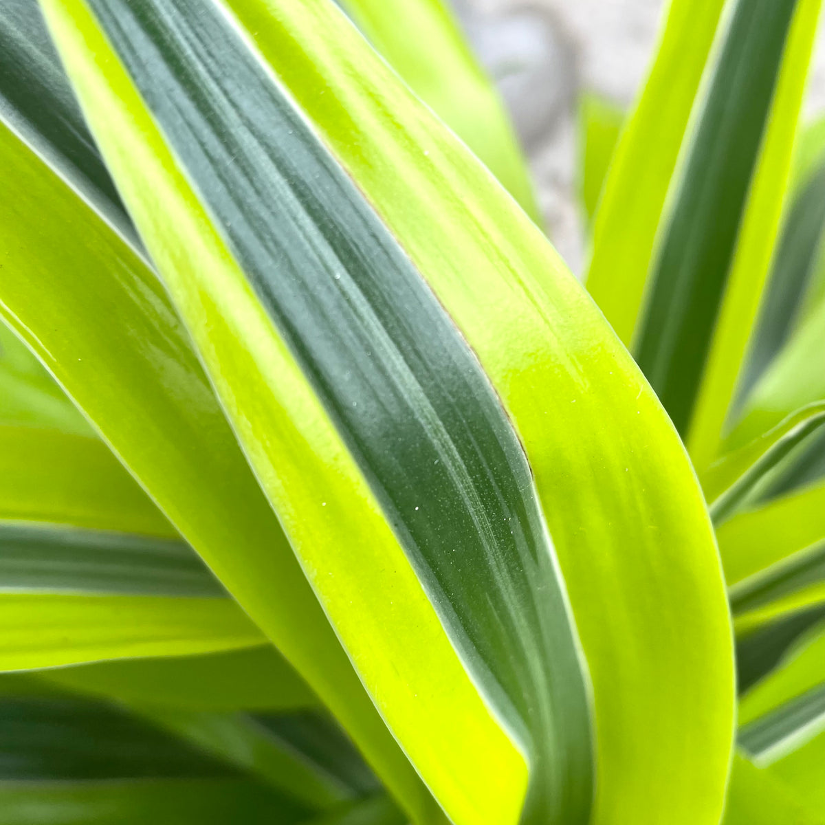 dracaena green stripe compacta Dracaena 'Green stripe' staggered cane 8"