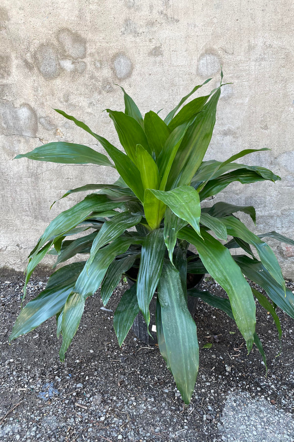 Dracaena 'Janet Craig' 10" in front of concrete wall