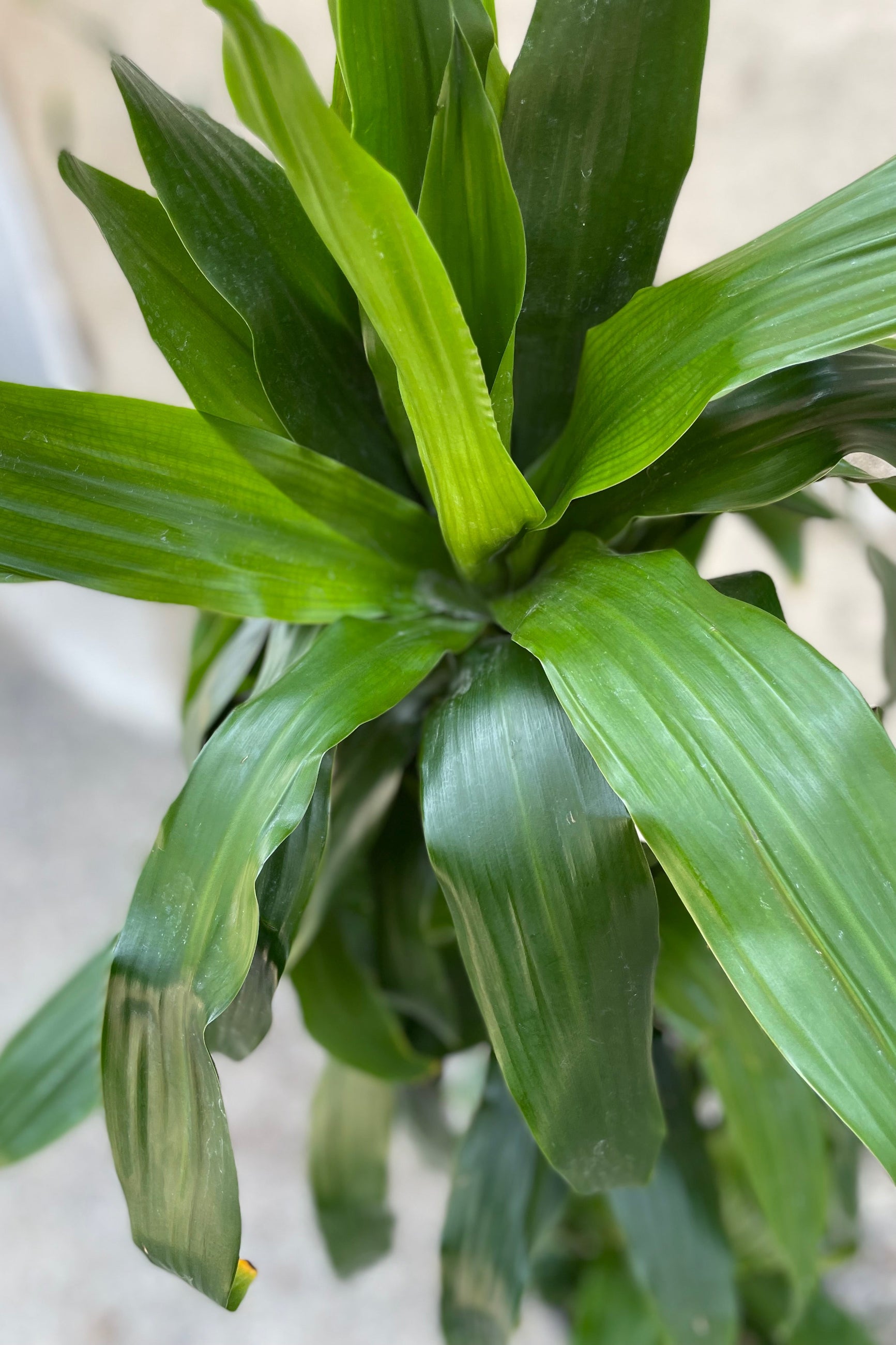 Detail picture of the green leaves of the Dracaena 'Janet Craig' plant. ©Sprout Home