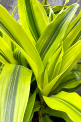 A detailed shot at the limelight foliage of the Draceana "Kristi" tips.