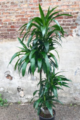 Dracaena 'Janet Craig' staggered cane in grow pot in front of concrete and brick wall