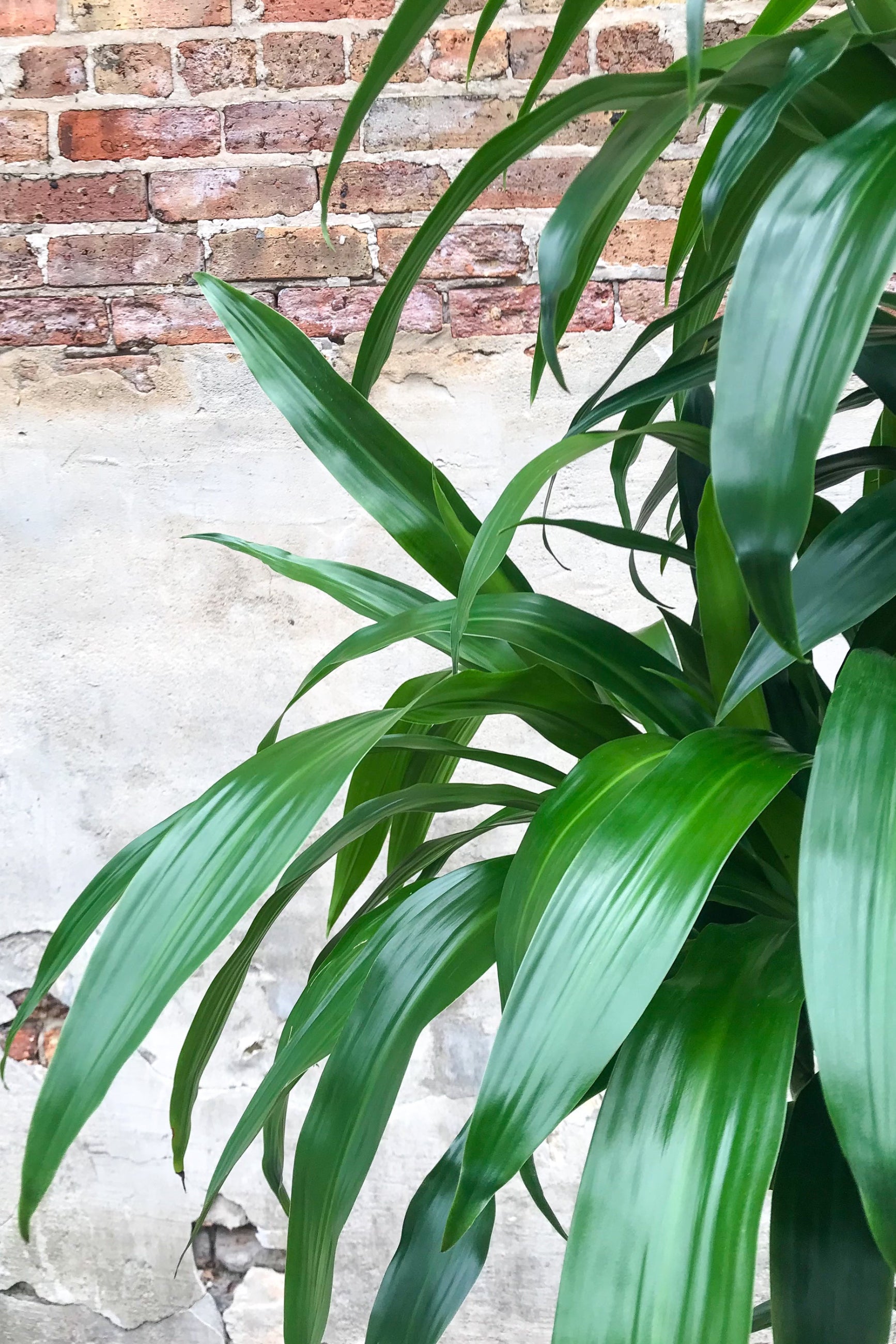 Close up of Dracaena 'Janet Craig' staggered cane leaves ©Sprout Home