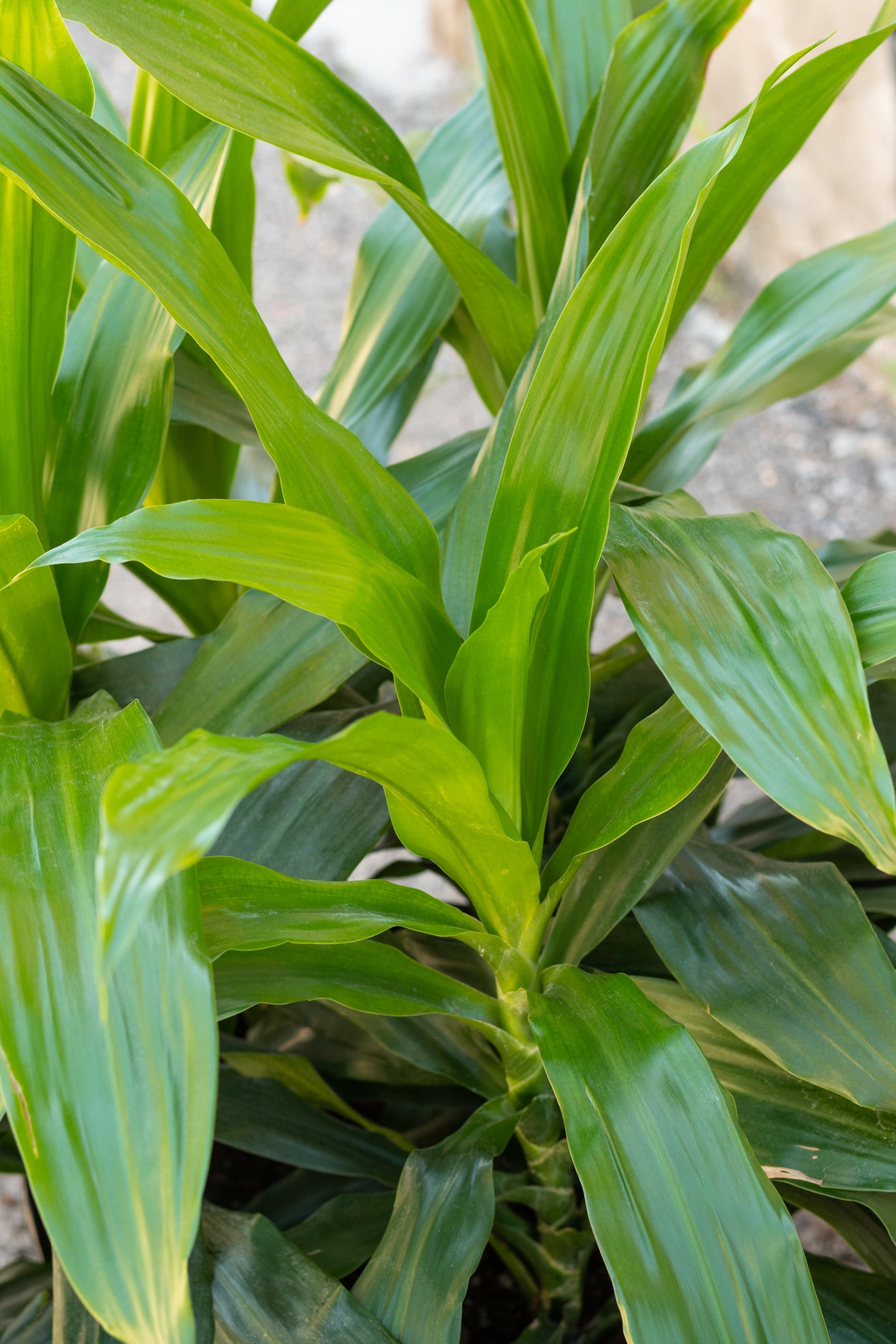 Close up of Dracaena 'Janet Craig' leaves ©Sprout Home