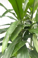 A detailed view of Dracaena 'Janet Craig' #2 tips 