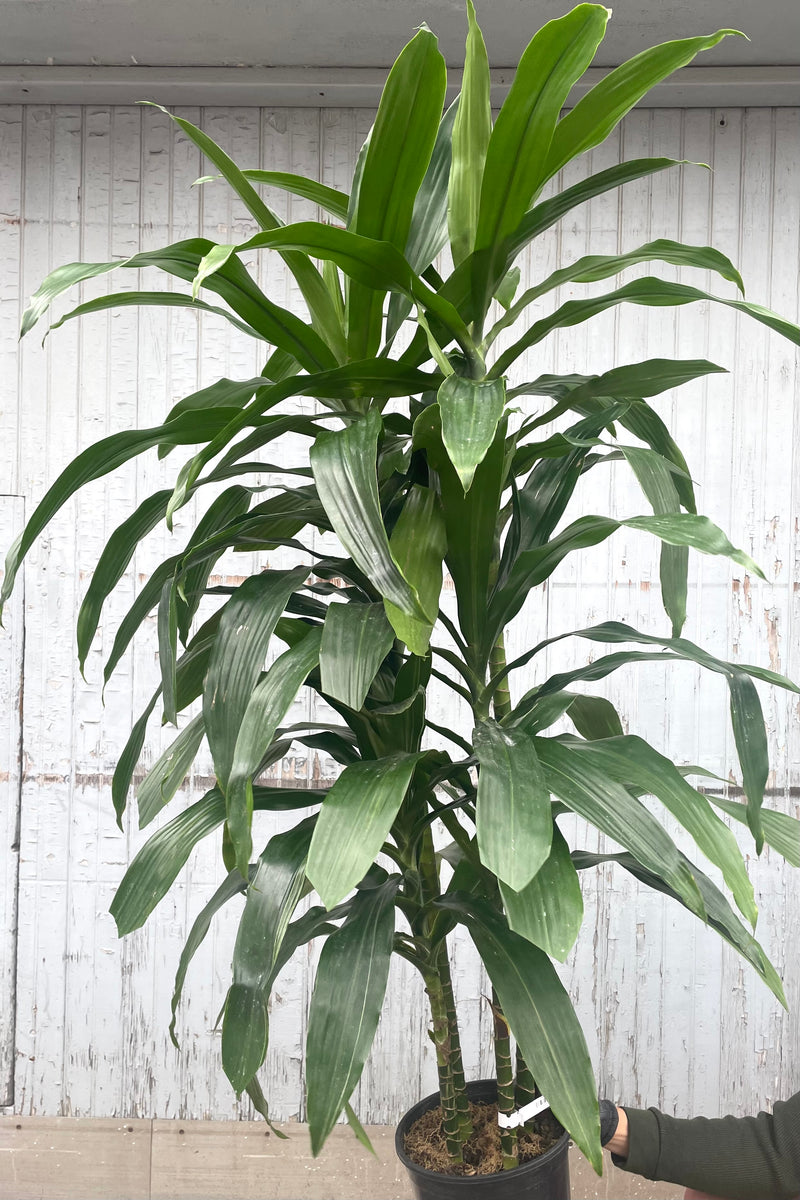 A hand holds Dracaena 'Janet Craig' #2 tips in grow pot against wooden backdrop