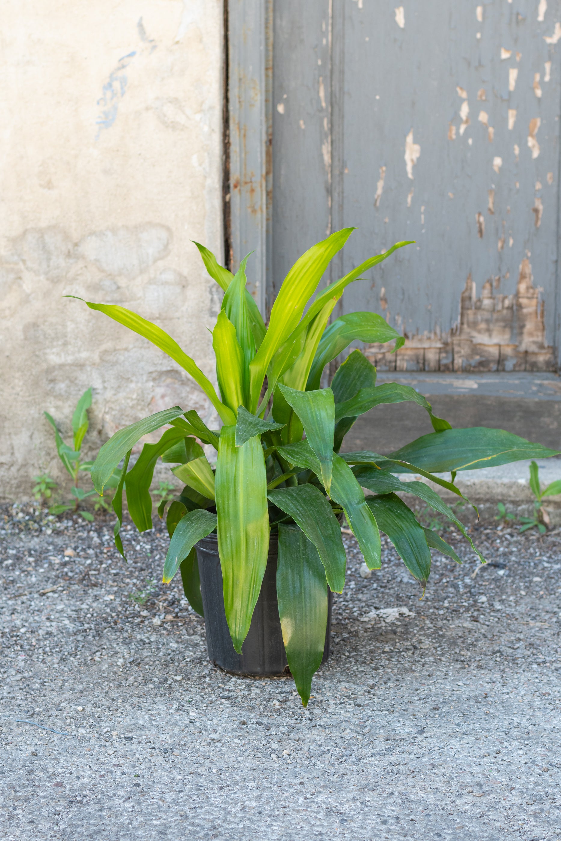 Dracaena 'Janet Craig' in grow pot in front of concrete wall ©Sprout Home