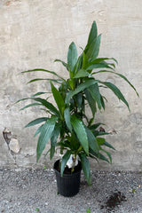 Dracaena 'Janet Craig' plant grown in a staggered cane 8" growers pot