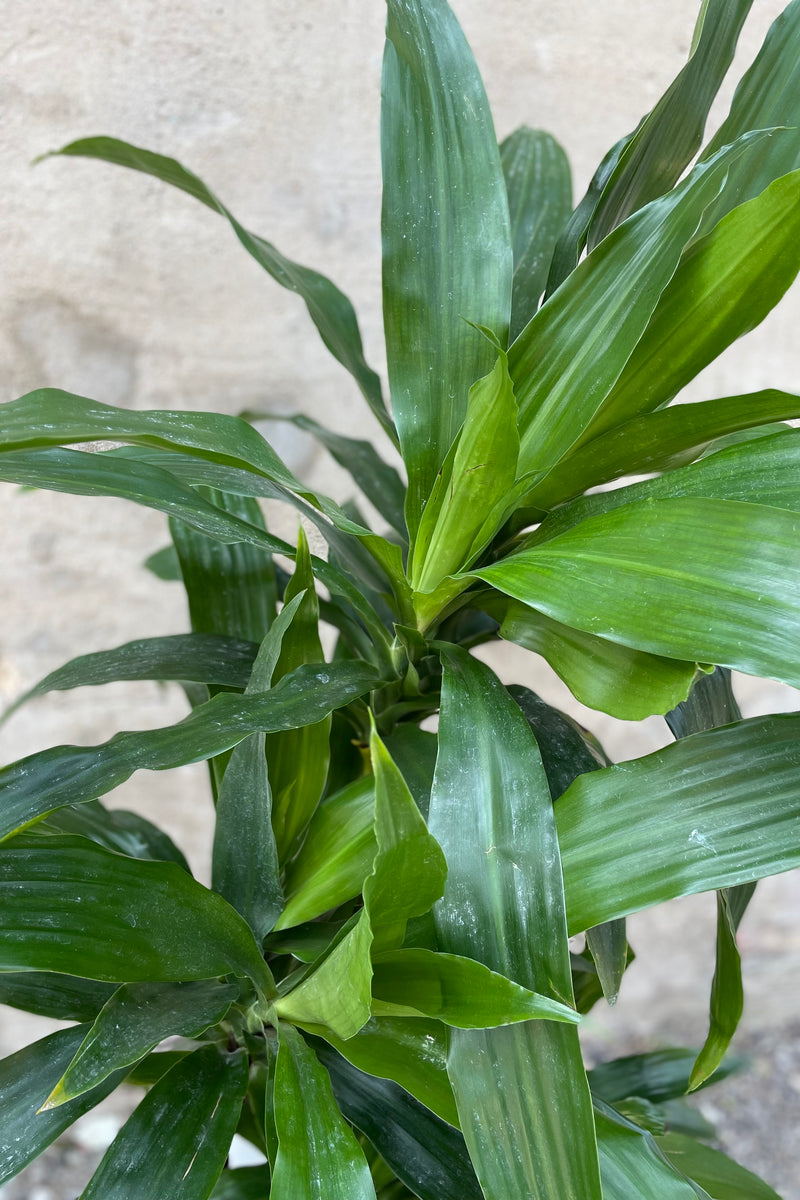 detail picture of the leaves of the Dracaena 'Janet Craig'