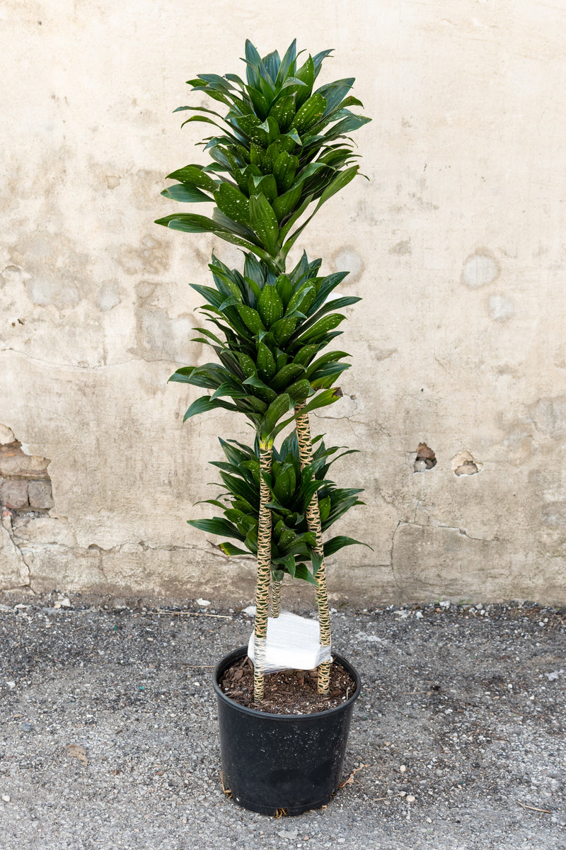 Large Janet Craig Compacta Dracaena in front of a concrete wall