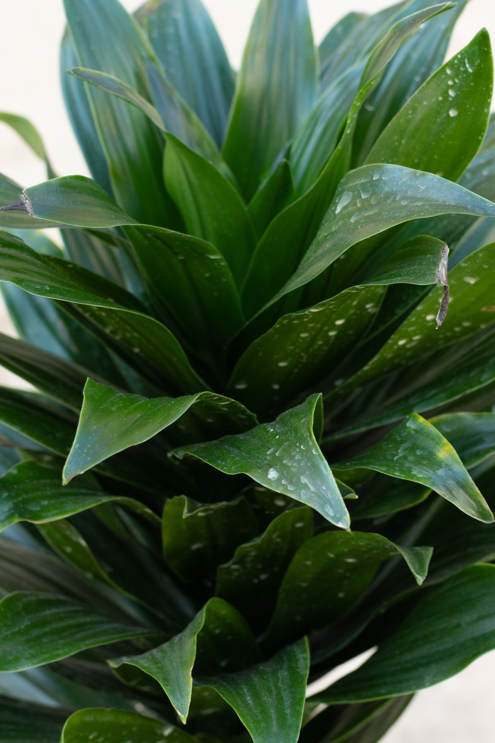 Close up of Dracaena Janet Craig Compacta