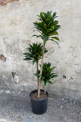 Dracaena 'Janet Craig Compacta' cut back plant in a 10 inch pot. 