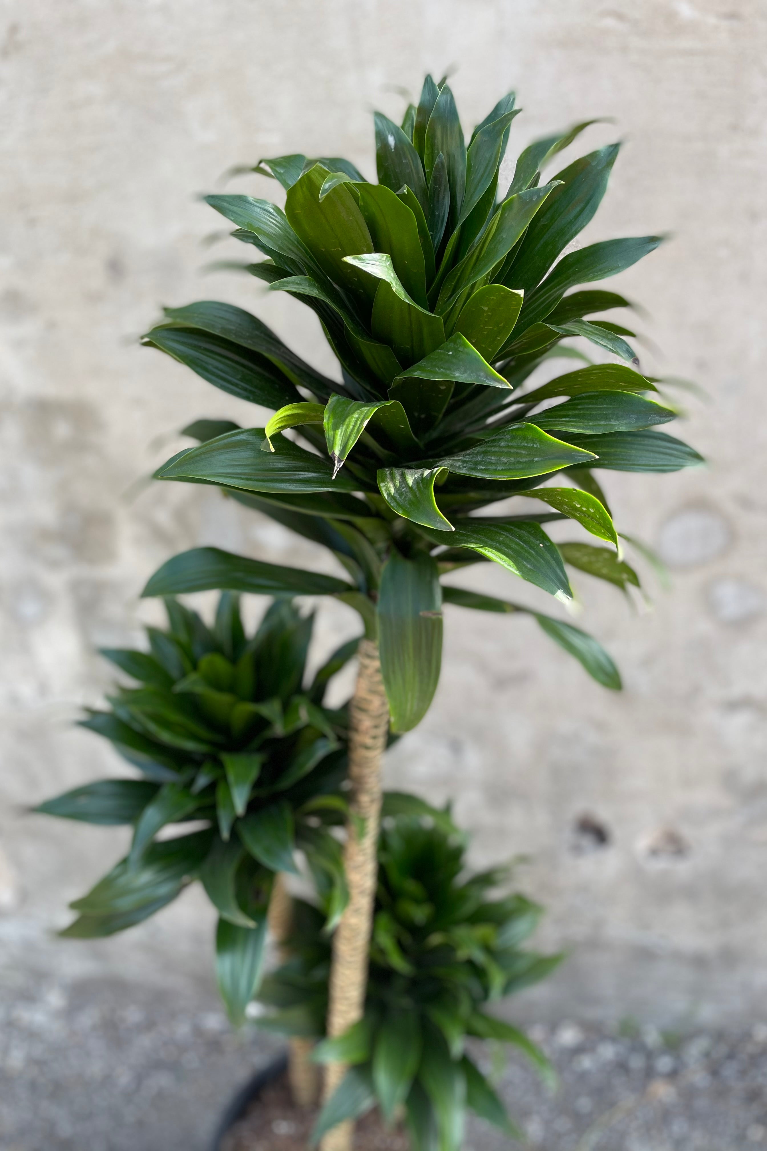 Dracaena 'Janet Craig Compacta' cut back detail picture of the top of the plant. 