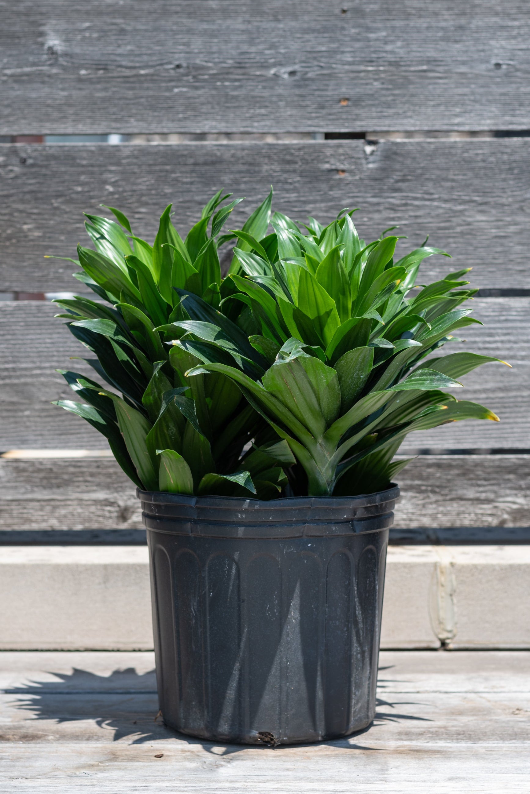 Dracaena 'Janet Craig Compacta' in grow pot in front of grey wood background ©Sprout Home